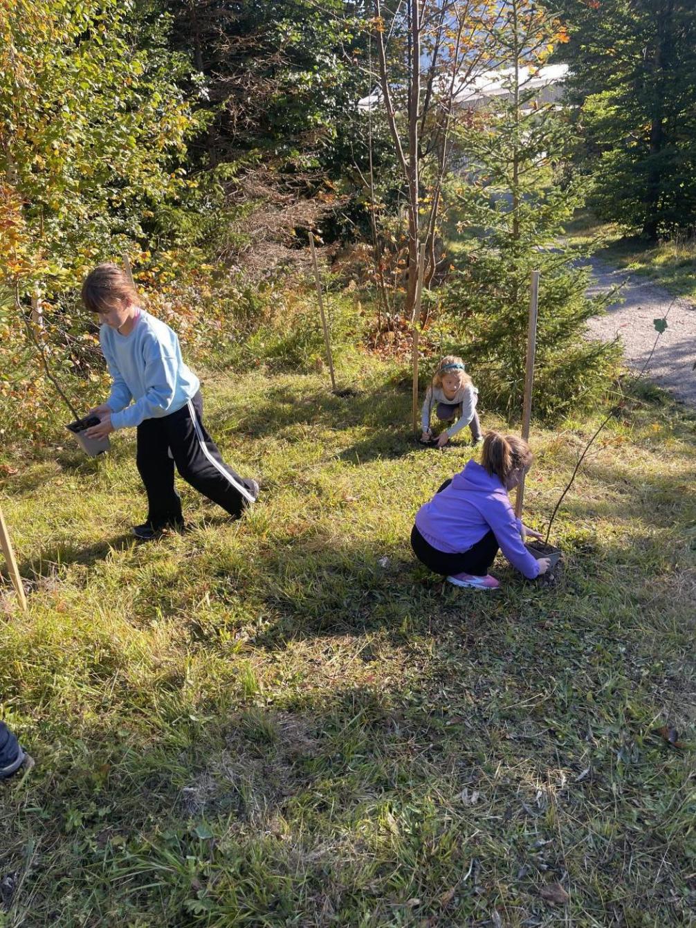 © VS Seefeld Bäume 2