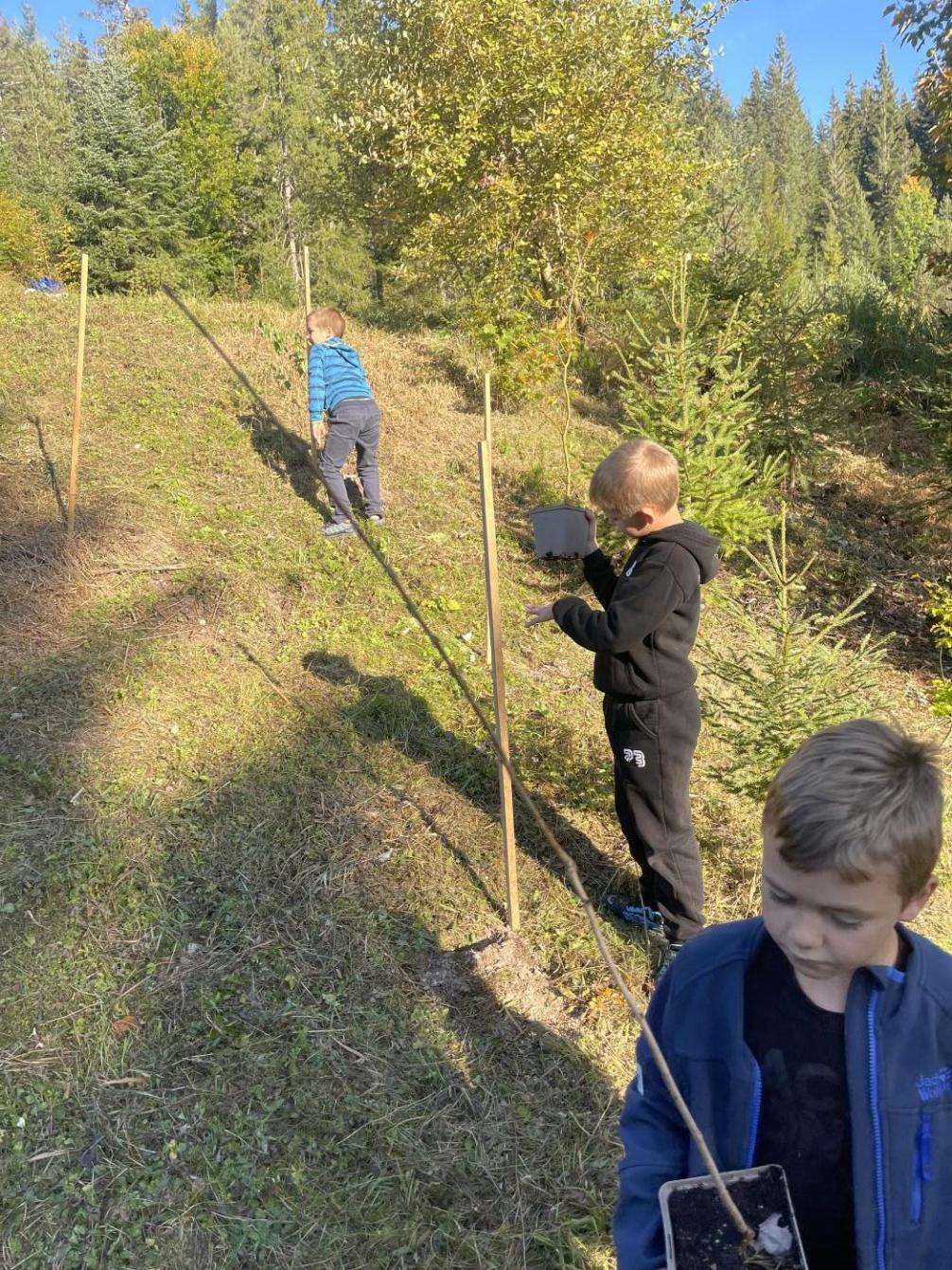 © VS Seefeld Bäume 3